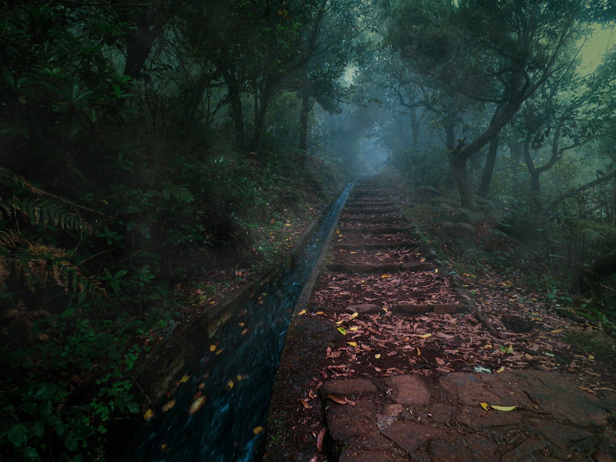 Levada trail in Madeira